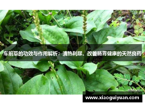 车前草的功效与作用解析：清热利尿、改善肠胃健康的天然良药